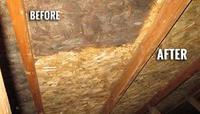 Mold Removal